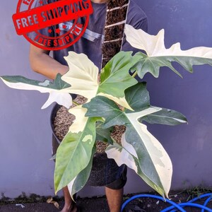 Philodendron Golden Dragon Variegated Large Size Real Picture Beauty
