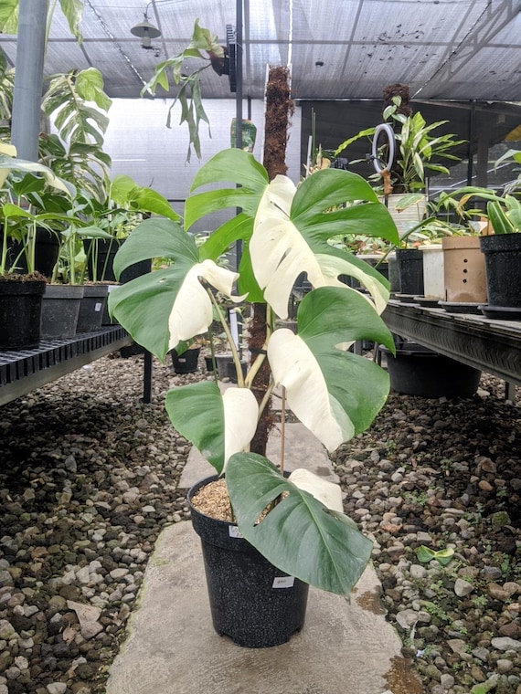 Monstera Halfmoon Variegated Real Picture - Etsy Israel