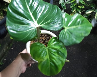 May include: A potted plant with large, glossy green leaves and prominent white veins. The plant is in a white pot, and the leaves have a heart shape. The plant is held by a person.