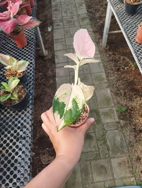 Aglaonema Golden Angel Variegated Real Picture - Etsy Israel