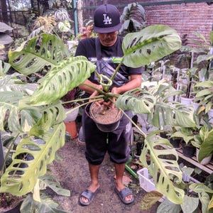 May include: A person holding a potted Monstera Adansonii plant with large, fenestrated leaves. The plant has a light green color with some yellow variegation. The person is wearing a black cap with a white logo and a black shirt.