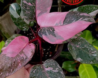 Filodendro Princesa Rosa Galaxia Mármol Abigarrado Imagen Real Planta de Lujo