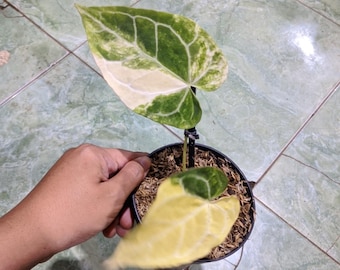 Anthurium Cristallinum Variegated Imagen Real