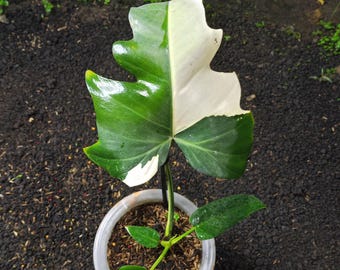 Philodendron Golden Dragon Halbmond bunte echte Bild