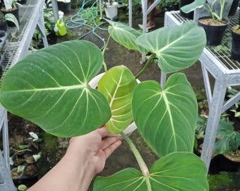 May include: A close-up of a Philodendron gloriosum plant with large, heart-shaped, dark green leaves. The leaves have prominent, light-colored veins. The plant is in a white pot, and the background shows other plants in a greenhouse setting.