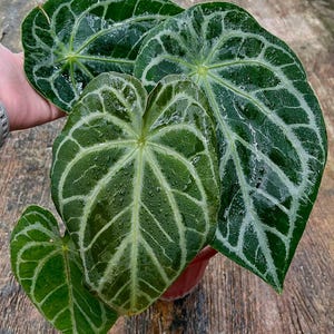 Anthurium Forgetti Plant - Etsy