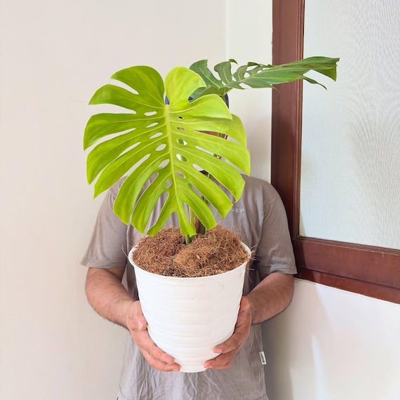 Monstera Deliciosa 2 Leaf Mature Plant Very Beauty Green - Etsy Israel