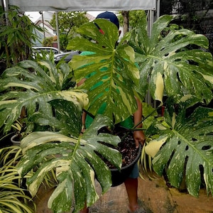 philodendron orange sun Philodendron, Prince of Orange 10