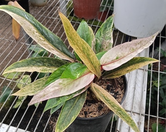 bogenhanf zeylanica Sansevieria Zeylanica (Bogenhanf) (S) kaufen? | Frank main image 0