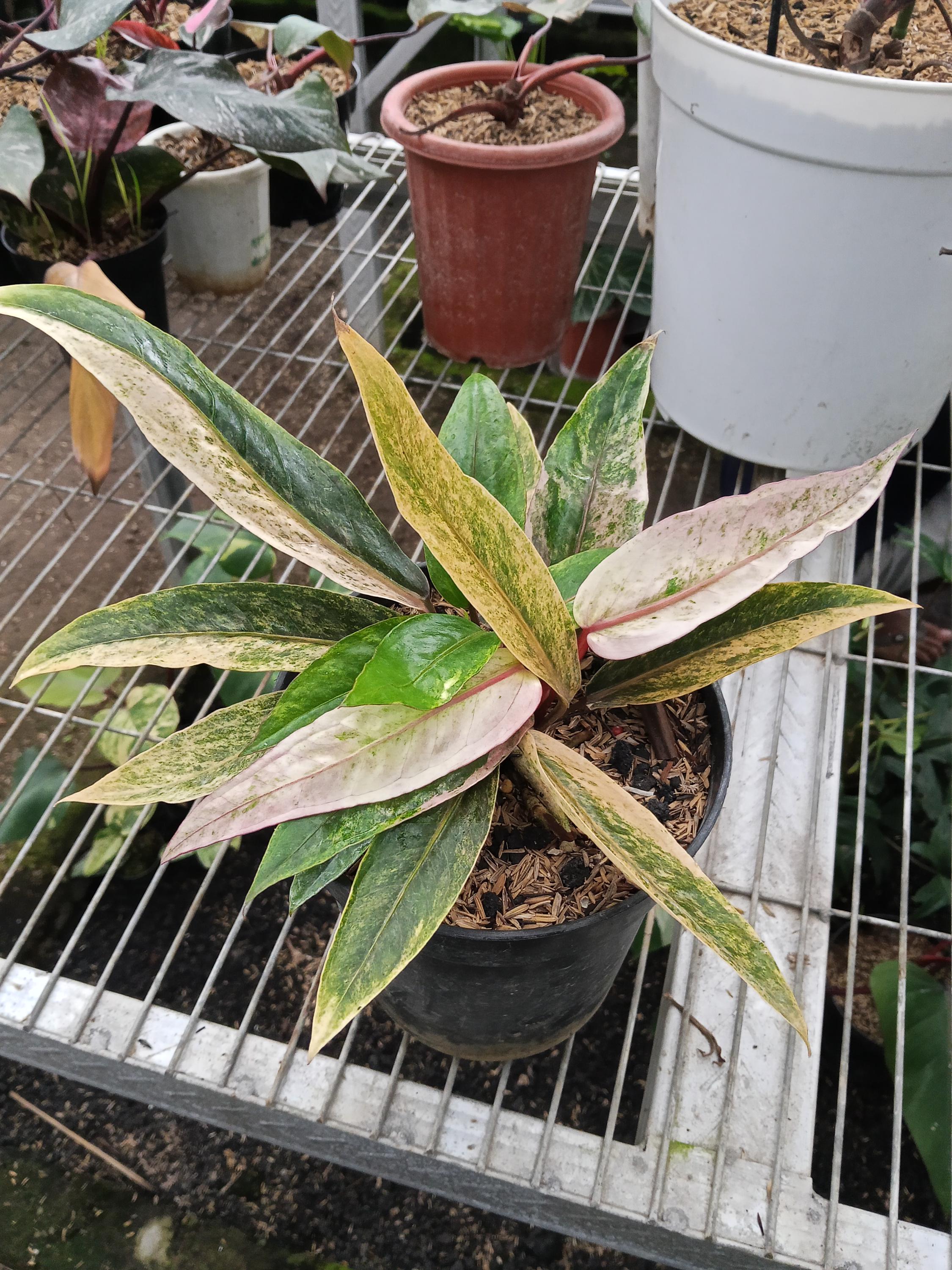 Anthurium Hookeri Sweeta Pink Polkadot ④ Anthurium Hookeri Pink Medium – Okanoka