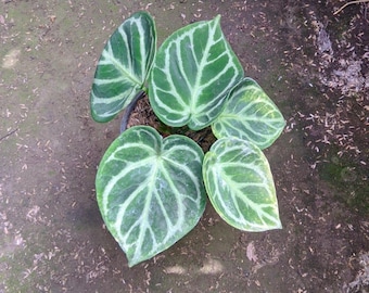 Imagen real de la mutación de Anthurium Dorayaki, belleza abigarrada