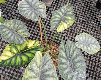 Echt Bild Alocasia Drachenschuppe bunt