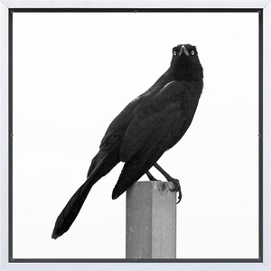 Grackle, Magical Bird Art Framed