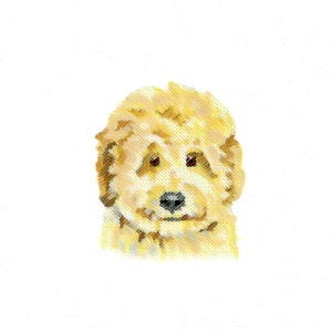 Może przedstawiać: Zbliżenie na szczeniaka golden doodle'a z brązowymi oczami i czarnym nosem. Szczeniak patrzy prosto w obiektyw.