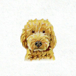 Może przedstawiać: Zbliżenie na twarz psa rasy labradoodle. Pies ma miękkie, puszyste futro i duże, brązowe oczy.