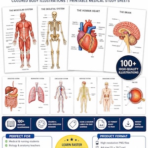 Może przedstawiać: Cyfrowy pakiet ponad 100 opisanych ilustracji anatomicznych człowieka, zawierający kolorowe schematy układu mięśniowego, szkieletu, serca, mózgu i różnych narządów. Arkusze do nauki medycyny są w formacie A4, 21 x 29,7 cm.