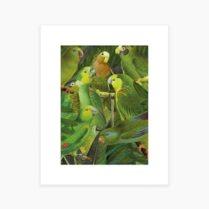 Paradiesvögel Kunstdruck