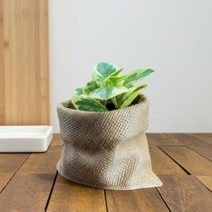 Può includere: Una piccola pianta da interno con foglie verdi e bianche in un vaso beige strutturato. Il vaso ha un design unico, piegato, e poggia su una superficie di legno. La pianta è un accento vibrante per ogni casa.