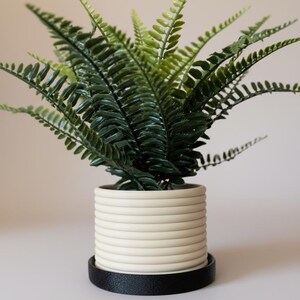 Può includere: Una felce in vaso con foglie verde scuro e un centro verde chiaro. La pianta è in un vaso di ceramica color crema, a coste, appoggiato su un piattino rotondo nero. Lo sfondo è beige neutro.