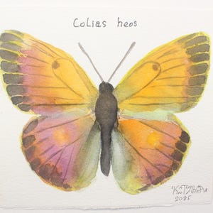 May include: Watercolor painting of a Colias heos butterfly. The butterfly has yellow and orange wings with black edges and purple accents. The body is black. The text "Colias heos" is above the butterfly. Signed "Katerina" and dated 2025.