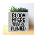 see more listings in the Bins + Planters section