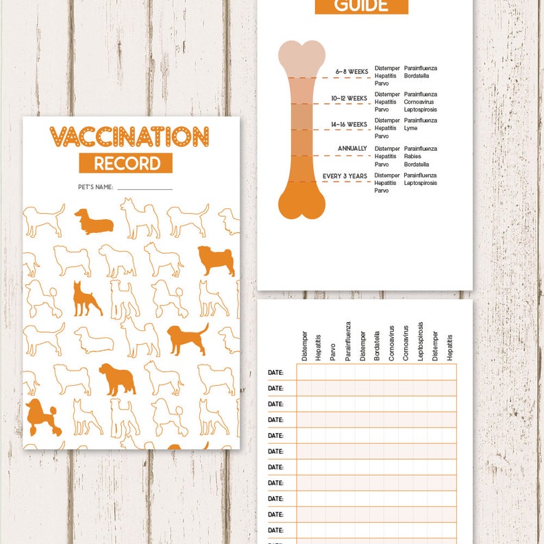 Printable Puppy Vaccine Conditioning Historical past Puppy Treatment Heritage Reserve Prompt PDF Down load - Orange photograph regarding Dog Health Record Printable identified as Printable Pet dog Vaccine Exercise Background Dog Treatment Background Ebook Immediate PDF Obtain - Orange