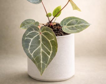 Anthurium (doc f2 x doc lineage) x NSE red crystal #2 exact plant