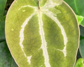 Anthurium Brielle Zara x Ree Gardens Long Long Bullet Papillaminum Seedling