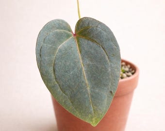Anthurium Batch: 'silver Lining' | (mag X SB) X (SB X RC) - Etsy