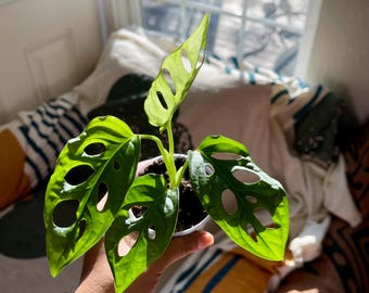 Monstera Adansonii Rooted Cutting | Swiss Cheese Vine Houseplant