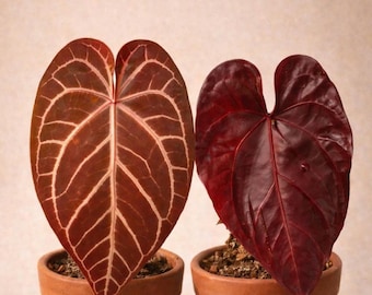 Anthurium NSE RC x MagDBF2 Seedling