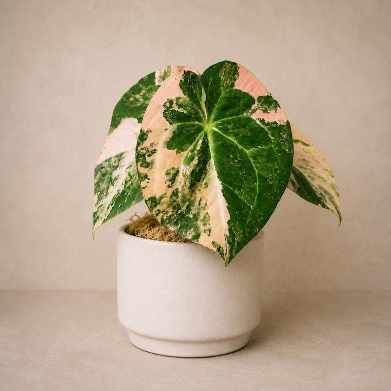May include: A variegated houseplant with heart-shaped leaves featuring a mix of deep green, light green, and soft pink patches. The plant is potted in a simple, cylindrical, off-white ceramic container with a smooth finish and a visible base rim.