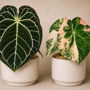 May include: Two potted plants in white ceramic containers. The left plant features a large, dark green heart-shaped leaf with prominent white veins. The right plant has variegated leaves with a mix of green, cream, and soft pink patches.