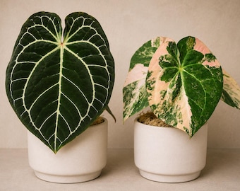 Anthurium Dorayaki Silver X Magnificum Starter Plant (ALL STARTER