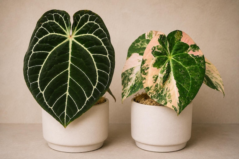 May include: Two potted plants in white ceramic containers. The left plant features a large, dark green heart-shaped leaf with prominent white veins. The right plant has variegated leaves with a mix of green, cream, and soft pink patches.