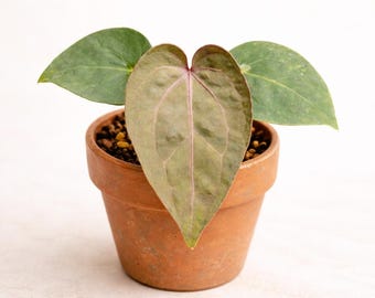 Anthurium RLFS RCDress x ZaraMichelle  DBF2 Seedling