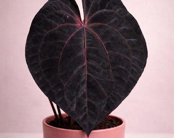 Anthurium Dark Phoenix X Red Spider Clone , 1 Potted up Seedling