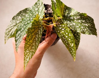 Begonia Maculata “Blushveil”