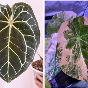 May include: A split image showing two Anthurium plants. The left side features a dark green heart-shaped leaf with prominent white veins. The right side displays a variegated heart-shaped leaf with a mix of white and green patches.