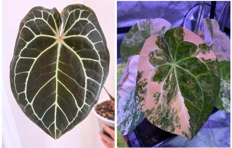 May include: A split image showing two Anthurium plants. The left side features a dark green heart-shaped leaf with prominent white veins. The right side displays a variegated heart-shaped leaf with a mix of white and green patches.