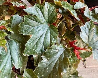 Begonia Lady Vanderwilt