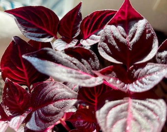 Bloodleaf Plant | Iresine herbstii, Red Foliage Houseplant