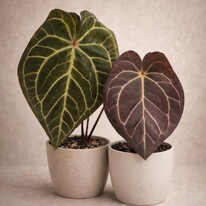 Anthurium Red Crystal X Carla - Etsy