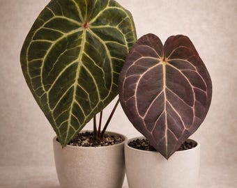 Anthurium (Wu Red Crystal x NSE Red Crystal) x Carlablackiae