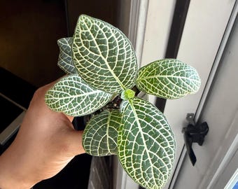 Begonia