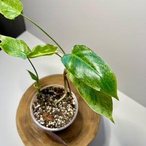 May include: A potted houseplant with large, variegated green and yellow leaves. The plant sits in a clear plastic pot filled with soil and is placed on a round, wooden tray. The leaves have a unique pattern.