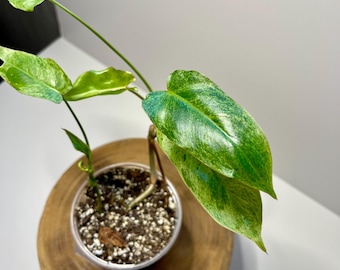 Philodendron Paraiso Verde