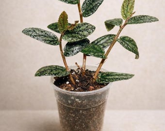 Polynesian Ivy | Rare Tropical Vine, Unique Foliage