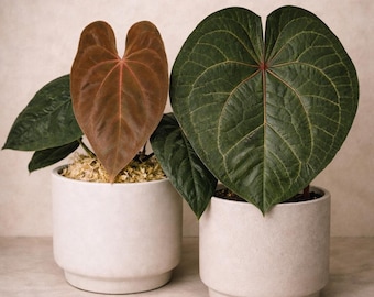 Growers Choice Anthurium (RLFS x Dress) x Contessa Seedlings