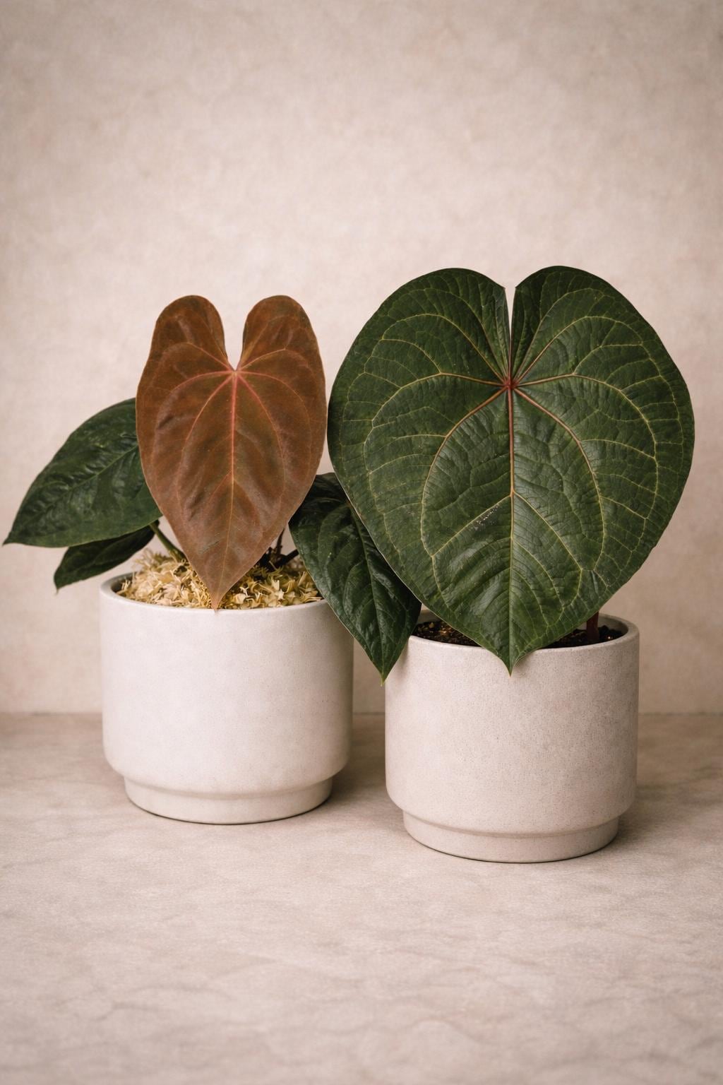 梨*♪様 アンスリウム　ドックブロック　ZARA x ZARA Anthurium zara x anthurium michelle - Etsy 日本